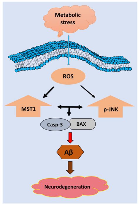 Ijms Free Full Text Mst1 Regulates Neuronal Cell Death Via Jnkcasp3 Signaling Pathway In