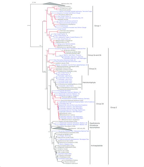 Maximum Likelihood Phylogenetic Tree Of Bacterial And Eukaryotic