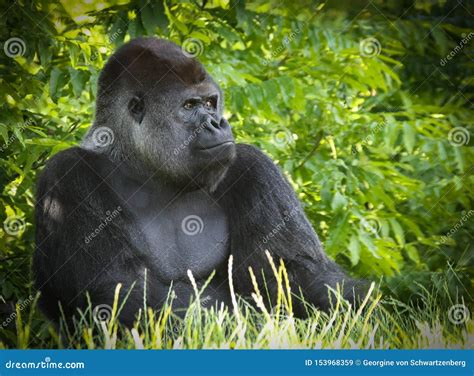 Gorillas Are Ground Dwelling Predominantly Herbivorous Apes Stock