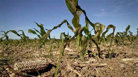 La Sequía No Da Respiro Ya Se Pierde 10 Del Trigo Y Cae La Siembra De