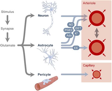 Frontiers Measurement Of Neurovascular Coupling In Neonates