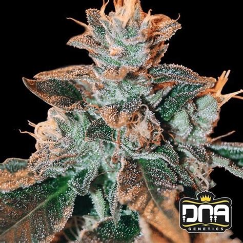 Cataract Kush by DNA Genetics feminized - GB