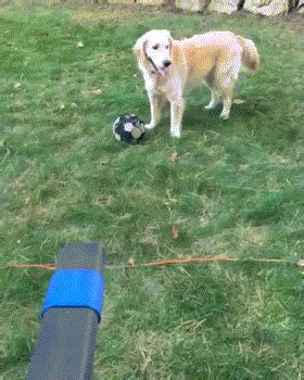 Dog Plays With Leaf Blower | Gifrific