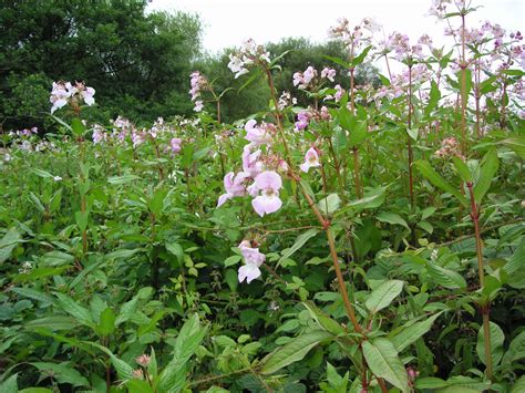 Plants That Look Like Japanese Knotweed Plants Mistaken For Knotweed