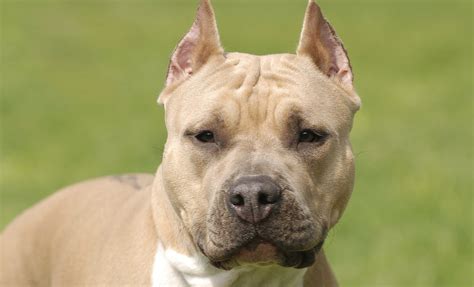 Aprender Acerca Imagen Razas De Perros Guardianes De Casas