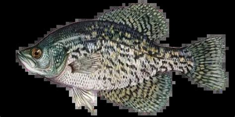 Live Crappie For Sale | Danbury Fish Farms