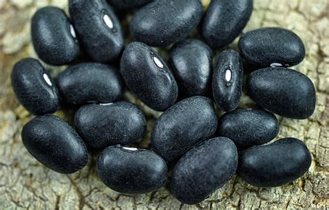 DELICIOUS AND NUTRITIOUS: THE BLACK TURTLE BEAN BY RANDEL AGRELLA The Black Turtle bean yield ...