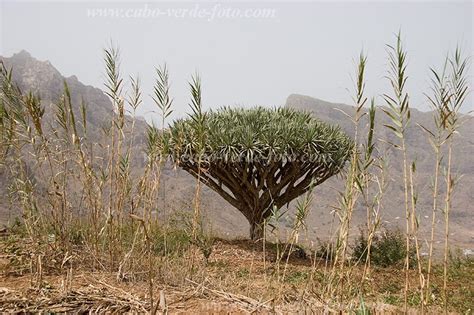 Cabo Verde Foto Galeria