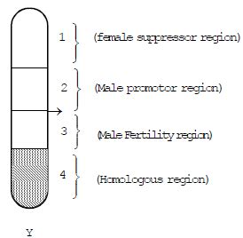 Sex Determination Notes Study Biology Class 12 NEET