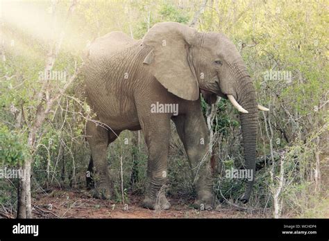 African forest elephant calf hi-res stock photography and images - Alamy