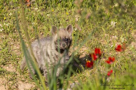 Striped Hyena Pup by Tevaironi Via Flickr: ... | Cute, Cuddly, and ...