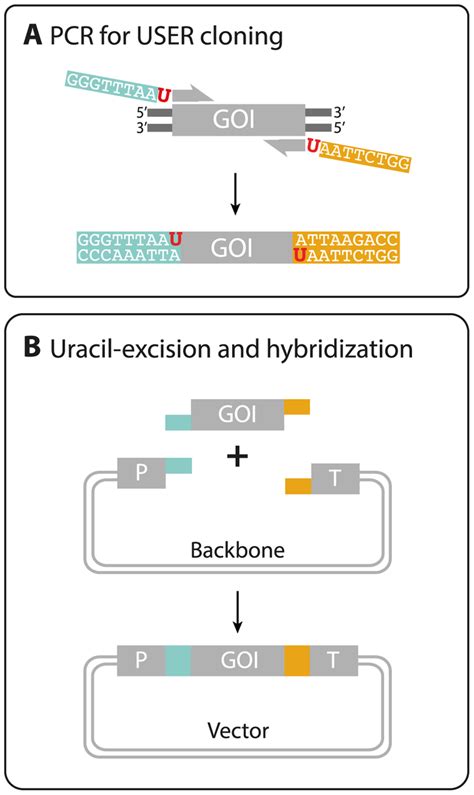 Integration Of A GOI Into The PBASE Backbone Vector A PCR