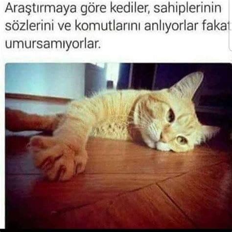 hiç araştırmasaydınız daha iyiydi internetin kalbi Cat love Animals