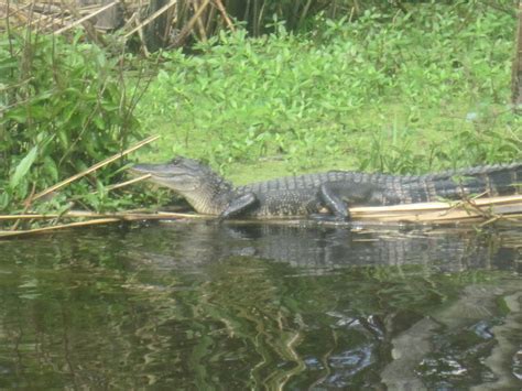 Adventures: Bayou Swamp Tour