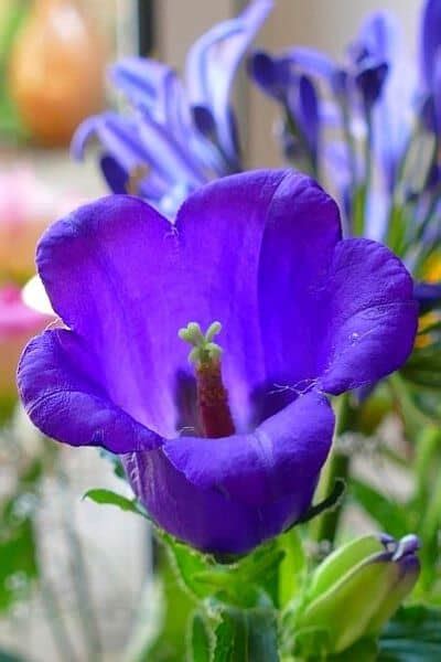 10 Beautiful Cup Shaped Flowers - Urban Garden Gal