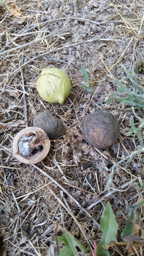 Walnut tree identification, and fungus? in the Plant ID forum - Garden.org