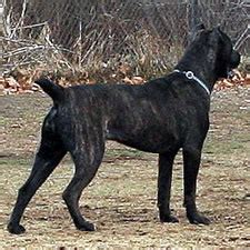 Cane Corso Cropped Ears And Tail L Sanpiero