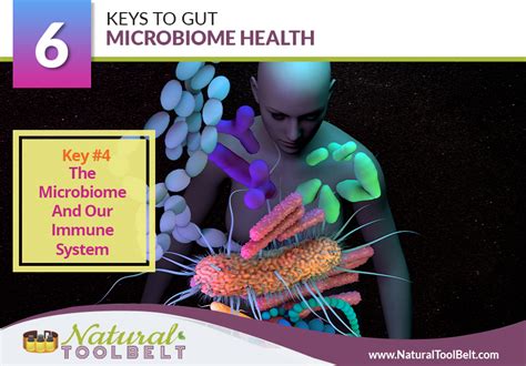 Keys To Gut Microbiome Health Natural Toolbelt