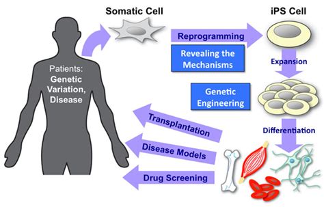 Human iPS cell-derived dopaminergic neurons function in a primate ...