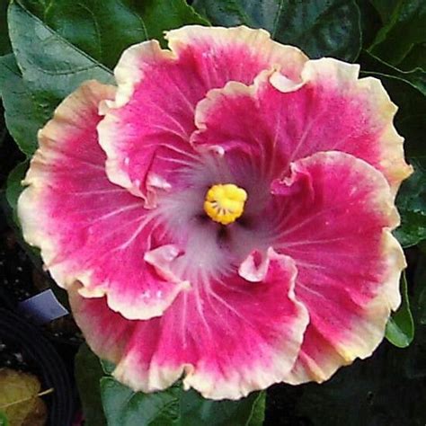 Pin By Brenda Bisbiglia On Stuff I Like Or Love Hibiscus Growing