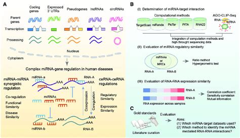 Mirna Mediated Rna Rna Crosstalk A The Cerna Model Involves Download Scientific Diagram