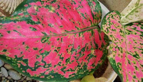 Beautiful Bright Red Aglonema Leaves Stock Image Image Of Autumn