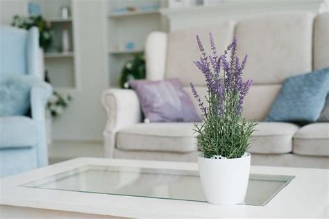 Details 100 Lavanda Planta Interior Abzlocal Mx