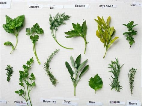 25 Best Herbs To Grow In Your Kitchen Garden Herbs Edible Garden