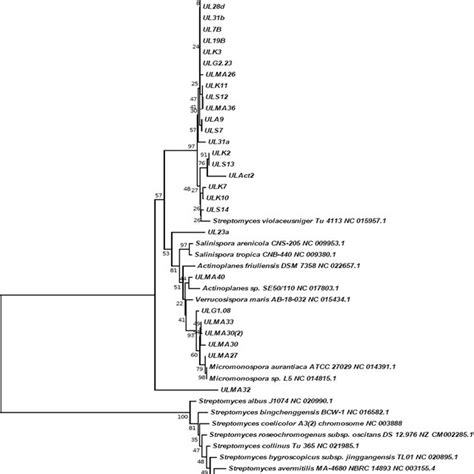 Phylogenetic Tree Obtained By Distance Matrix Analysis Of S Rdna