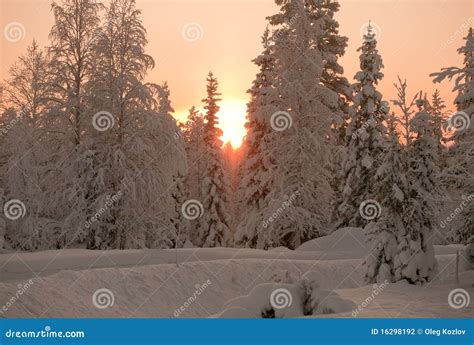 Sunset in winter forest stock photo. Image of landscape - 16298192