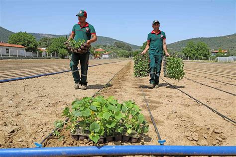 Mente Ede Bin Yerli Fidan Toprakla Bulu Tu Son Dakika Ekonomi