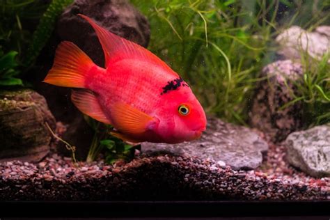 Peces rojos exóticos raros en el acuario Foto Premium