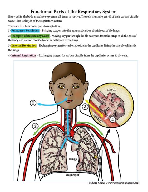 Functional Parts of the Respiratory System