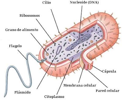 Dibujos Imagenes Biologia Sistema Aparato Dibujos De La Celula