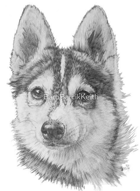 Alaskan Klee Kai Portrait In Graphite By Barbbarcikkeith Redbubble