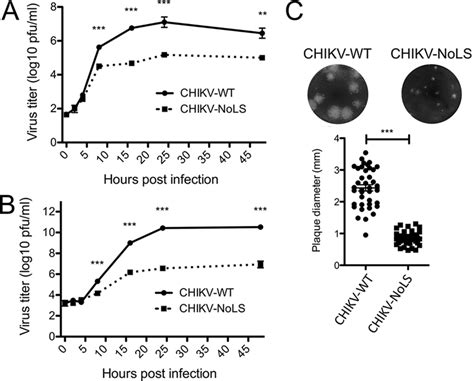 Chikv Containing The Nols Mutation In Capsid Protein Shows Attenuation