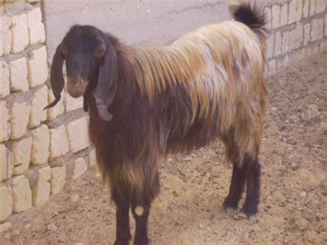 Rahmani Sheep Shami Goats And More Ain Musa Farm Shami Goats South