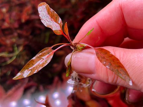 Cryptocoryne Nurii Var Raubensis Rosen Maiden Rare Etsy