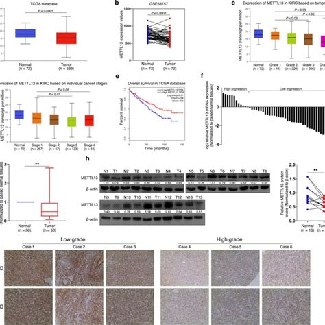 Overexpression Of METTL13 Inhibits Proliferation Viability Migration