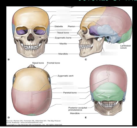 Sutures of the Skull + Cranial bones Diagram | Quizlet