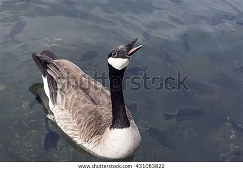 Canadian Goose Mouth Open Wide Murky Stock Photo Edit Now 431083822