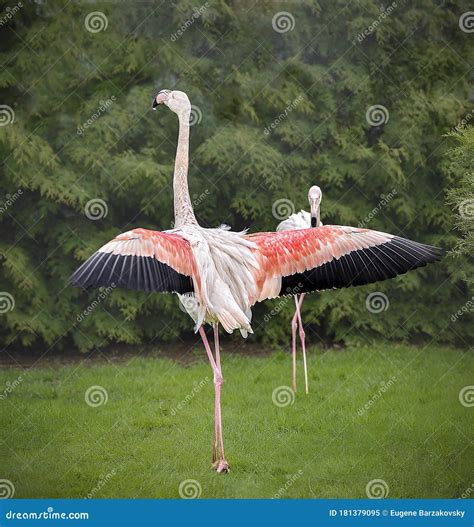 Flamingo On Green Grass Background Stock Image Image Of Rose Flamingo 181379095