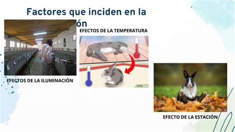 Reproduccion Conejos PPT