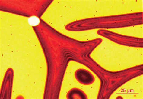 Raman Microscopy Covalent Metrology Analytical Labs