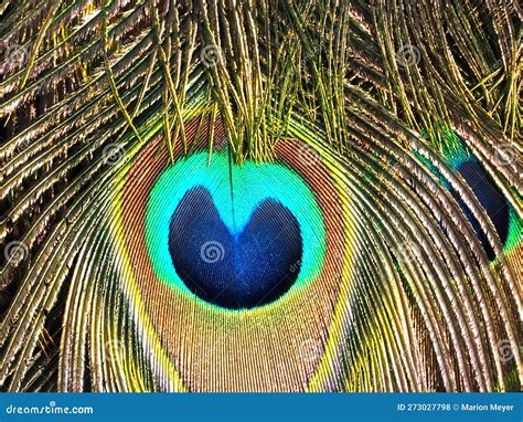 Peacocks Blue Eyes Texture on Feathers on a Peacock Tail Stock Photo ...