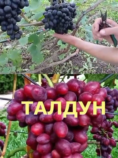 @Супер виноград Шарада UA і Талдун - YouTube