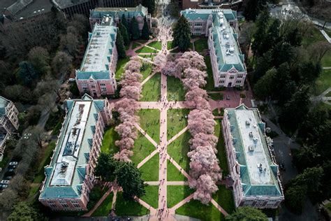 University Of Washington Cherry Blossoms Ranked In Top 10 List