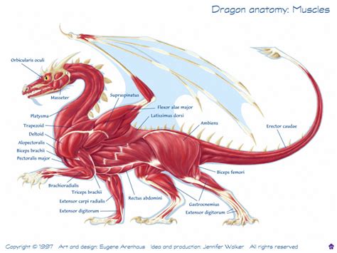 Dragon Anatomy - Dragons