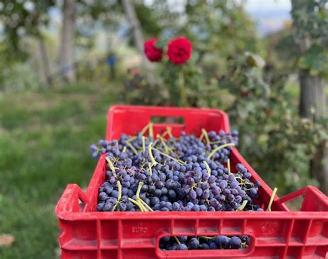 La Fattoria Muovi E Scopri 1