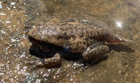 Juvenile Desert Tree Frog • Flinders Ranges Field Naturalists